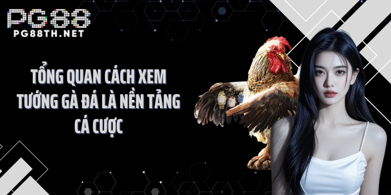 Tổng quan cách xem tướng gà đá là nền tảng cá cược