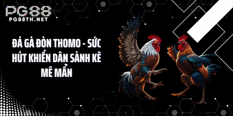 Đá Gà Đòn Thomo - Sức Hút Khiến Dân Sành Kê Mê Mẩn